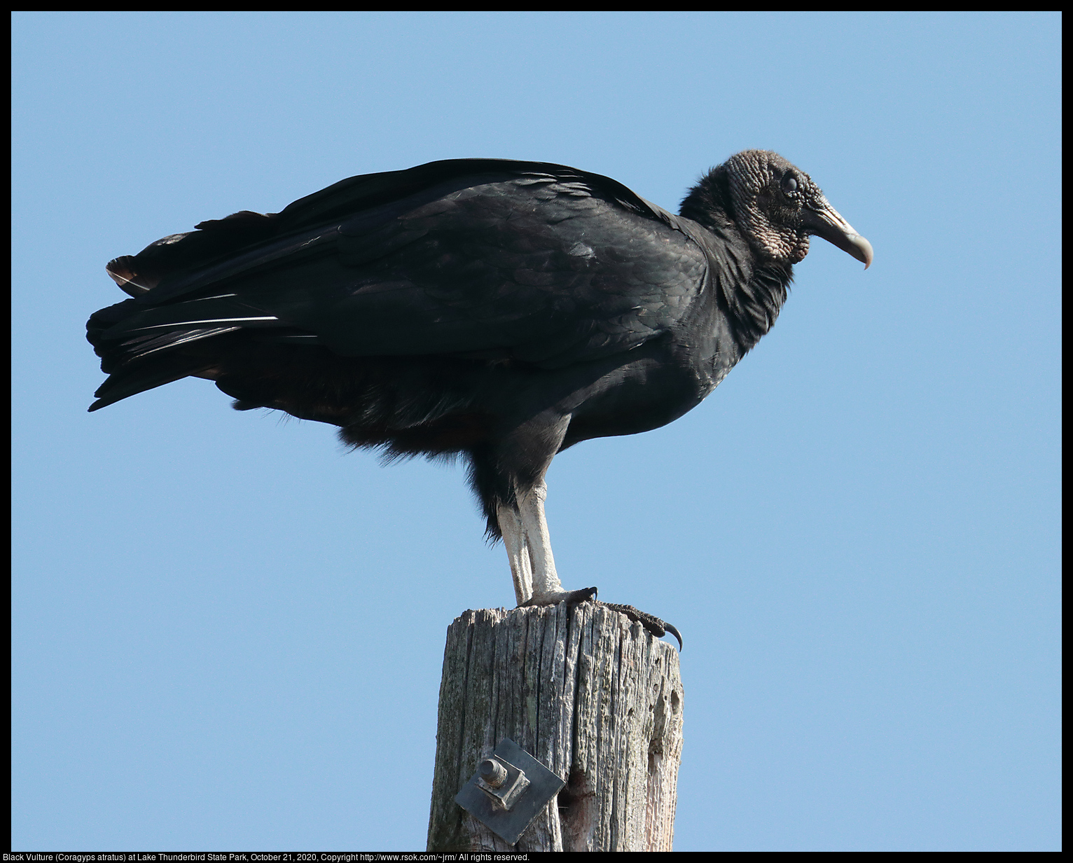 Black Vulture (Coragyps atratus) at Lake Thunderbird State Park, October 21, 2020