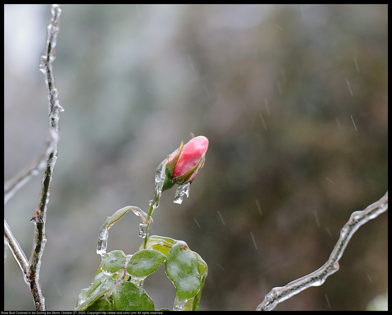 Rose Bud Covered in Ice During Ice Storm, October 27, 2020