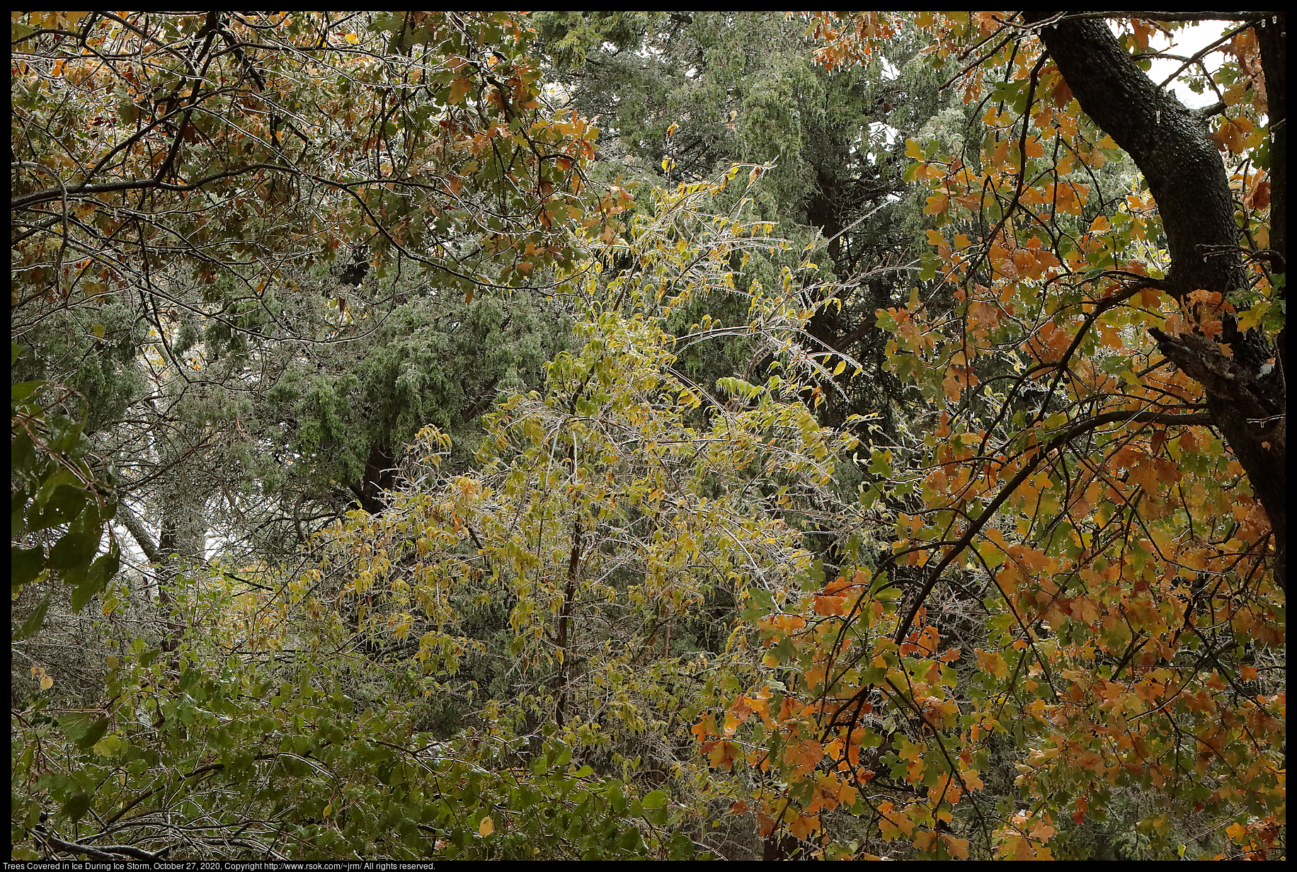 Trees Covered in Ice During Ice Storm, October 27, 2020