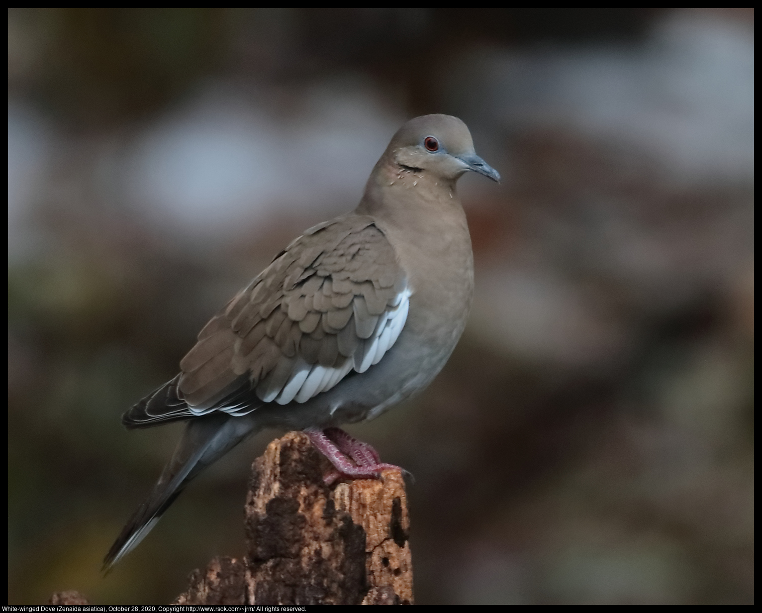 White-winged Dove (Zenaida asiatica), October 28, 2020