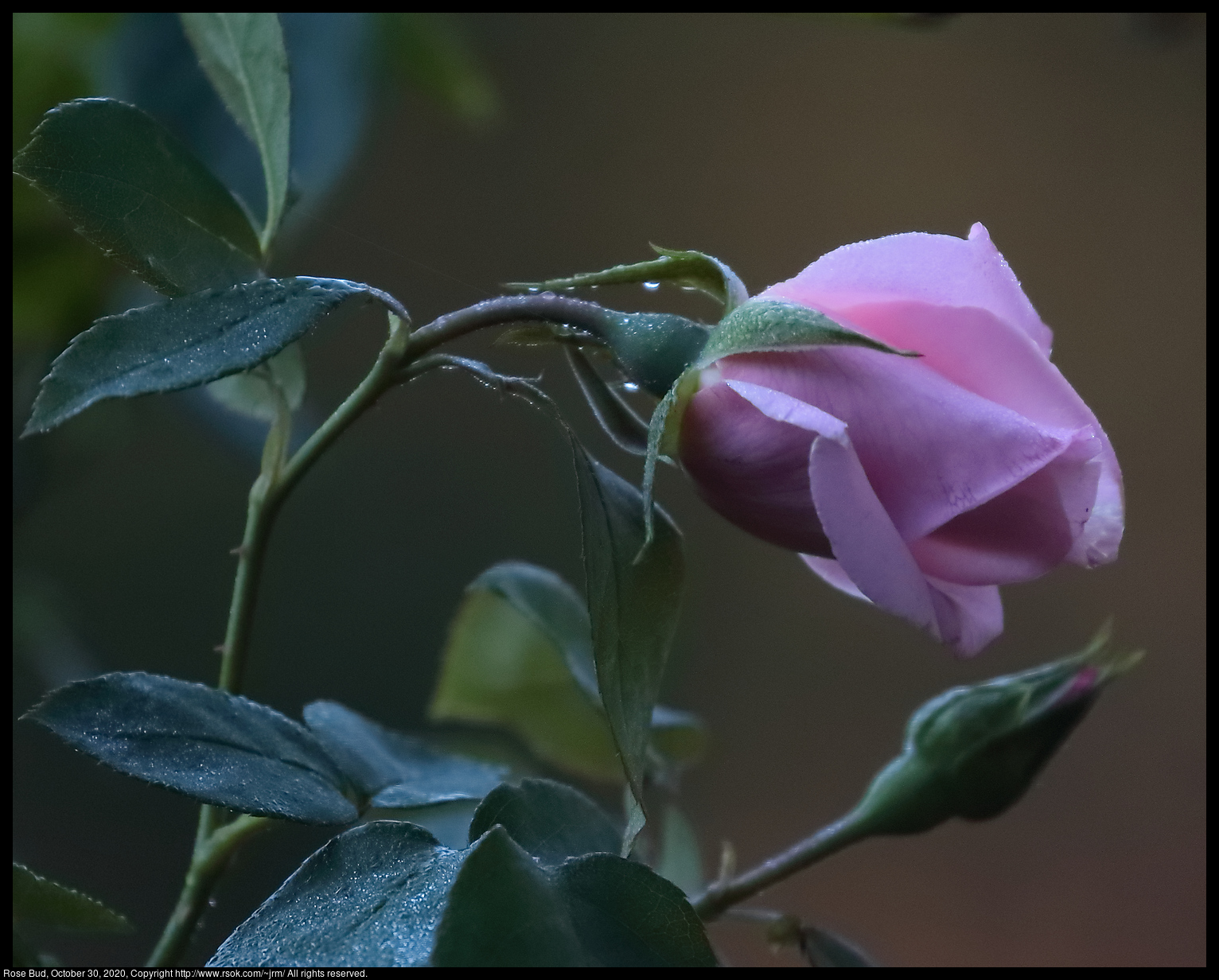 Rose Bud, October 30, 2020