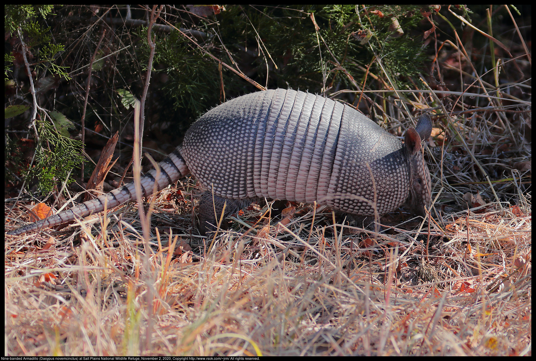 Nine-banded Armadillo (Dasypus novemcinctus) at Salt Plains National Wildlife Refuge, November 2, 2020