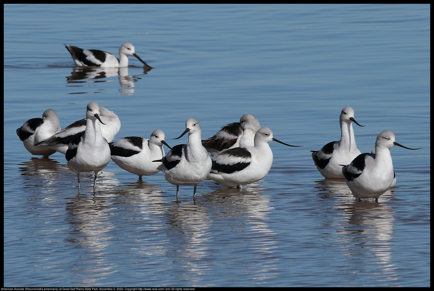 American Avocets (Recurvirostra americana) at Great Salt Plains State Park, November 2, 2020