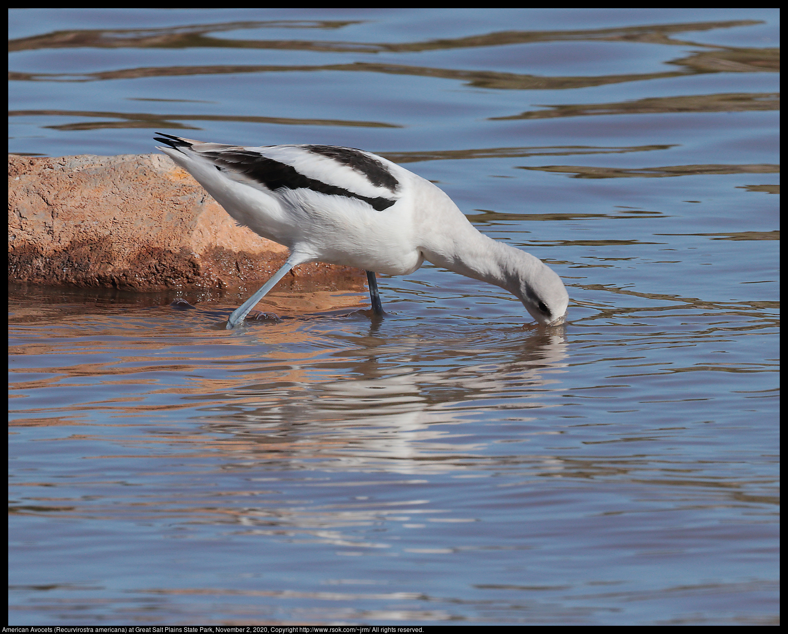 American Avocet (Recurvirostra americana) at Great Salt Plains State Park, November 2, 2020