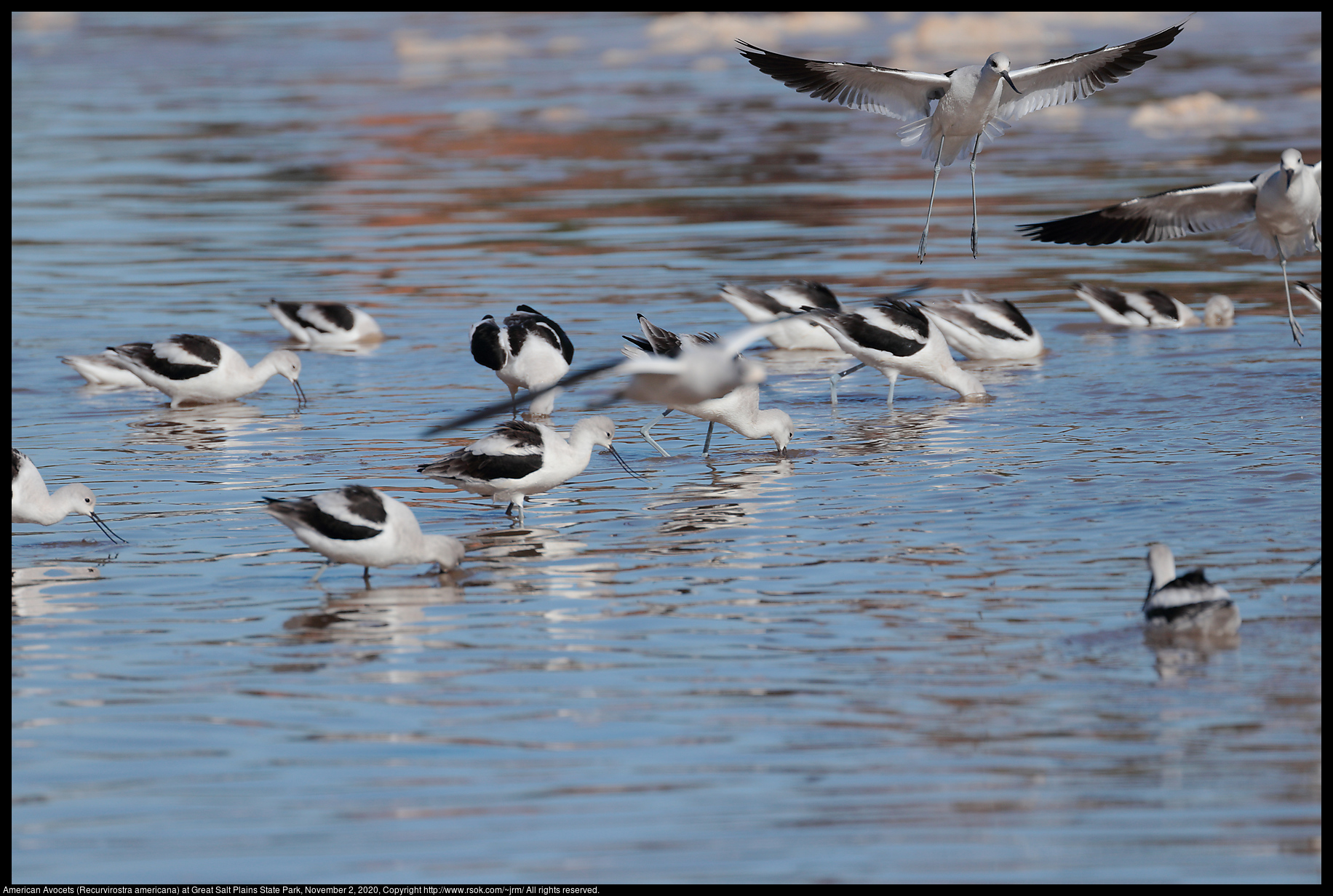 American Avocets (Recurvirostra americana) at Great Salt Plains State Park, November 2, 2020