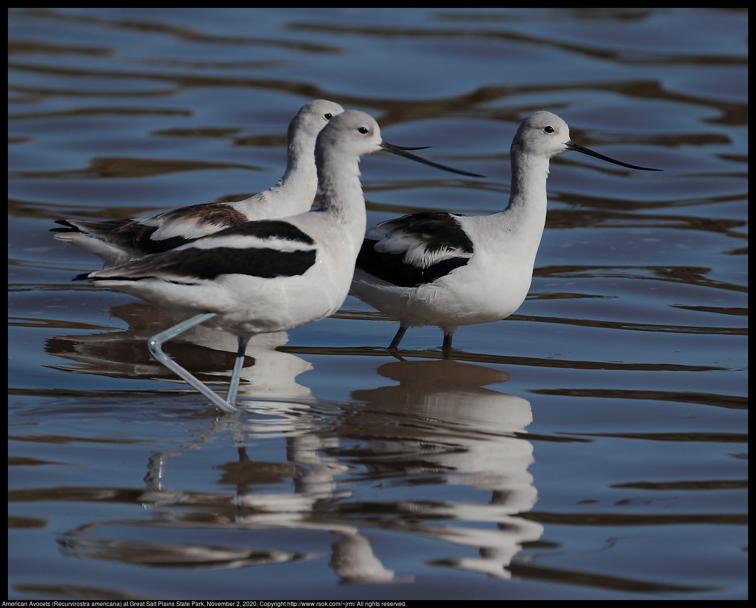 American Avocets (Recurvirostra americana) at Great Salt Plains State Park, November 2, 2020