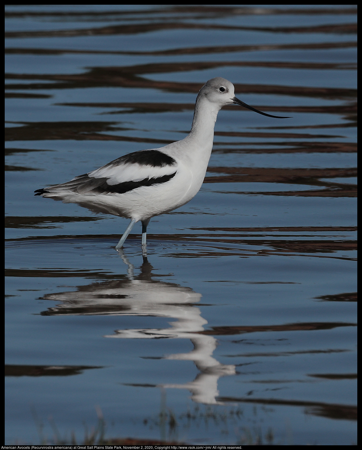 American Avocet (Recurvirostra americana) at Great Salt Plains State Park, November 2, 2020