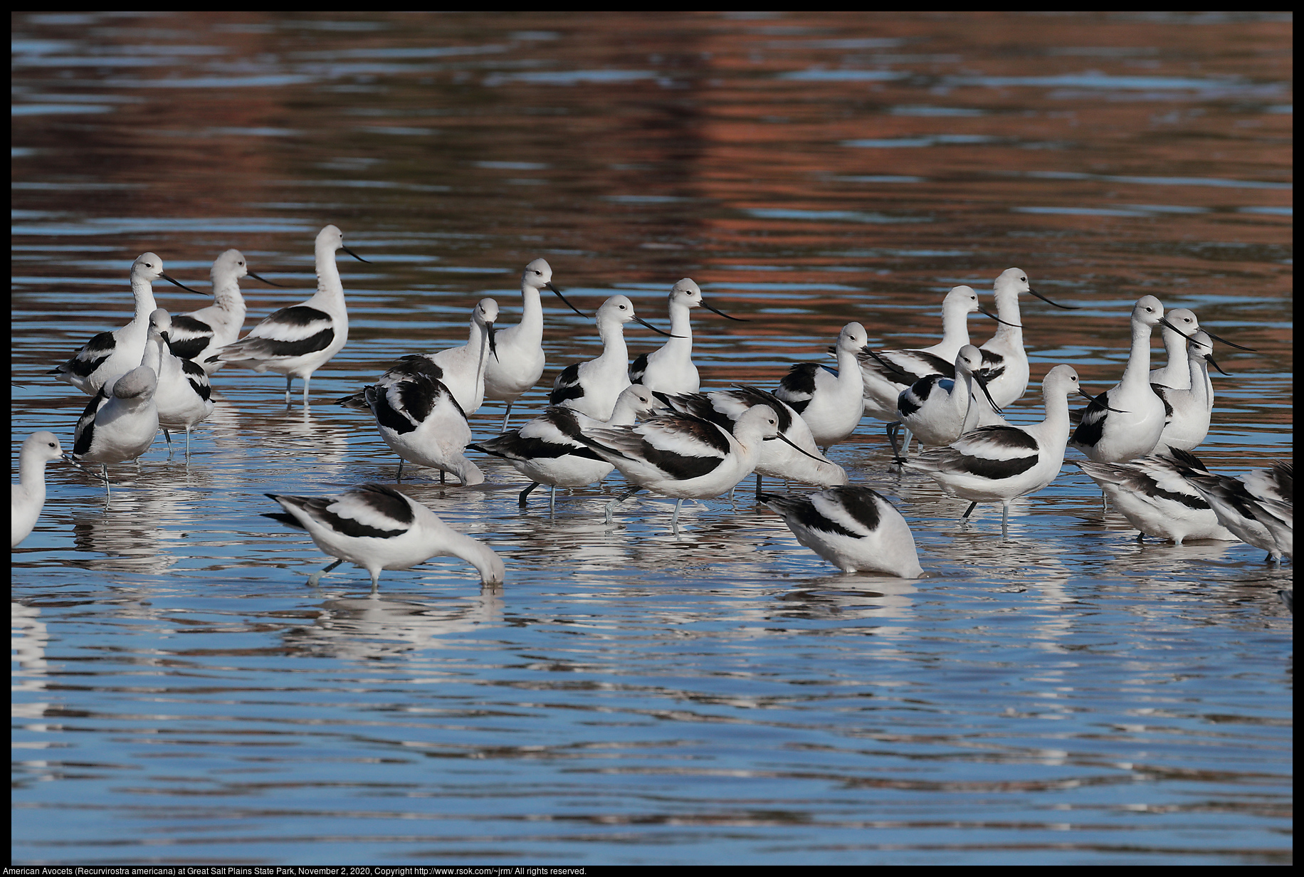 American Avocets (Recurvirostra americana) at Great Salt Plains State Park, November 2, 2020