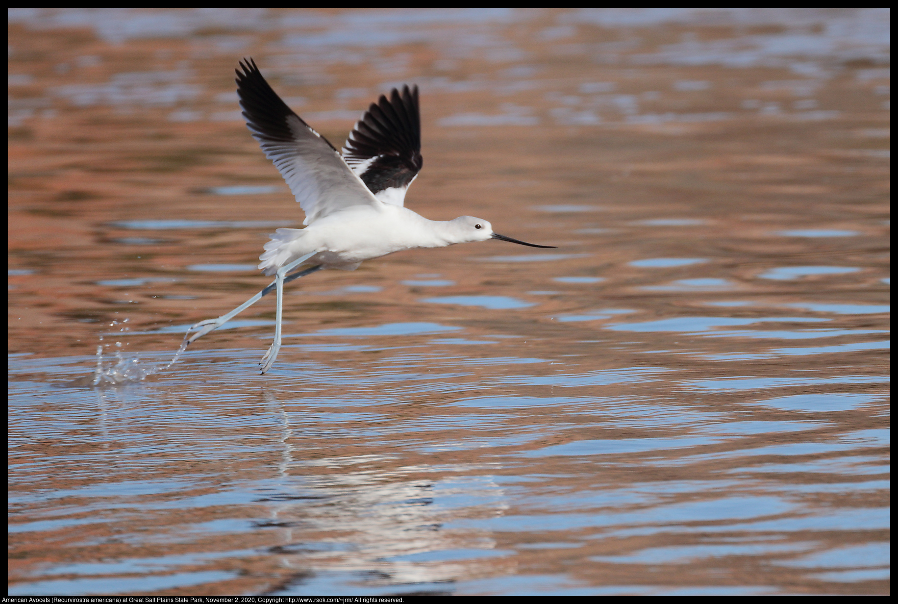 American Avocet (Recurvirostra americana) at Great Salt Plains State Park, November 2, 2020