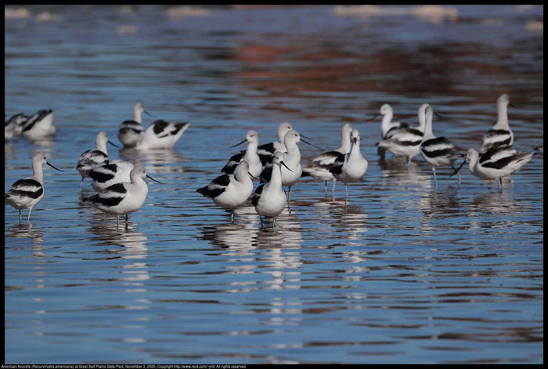 American Avocets (Recurvirostra americana) at Great Salt Plains State Park, November 2, 2020