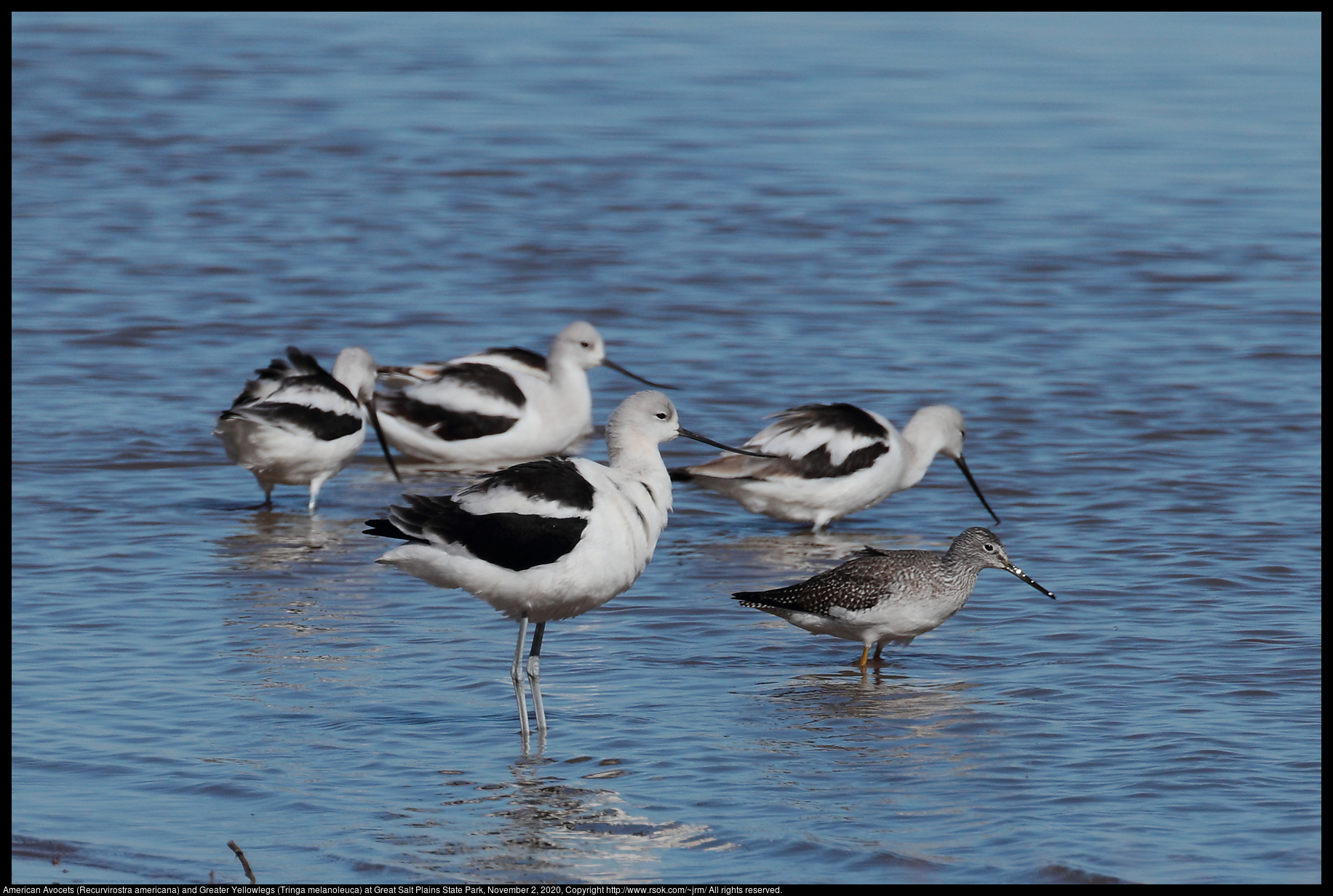 American Avocets (Recurvirostra americana) and Greater Yellowlegs (Tringa melanoleuca) at Great Salt Plains State Park, November 2, 2020