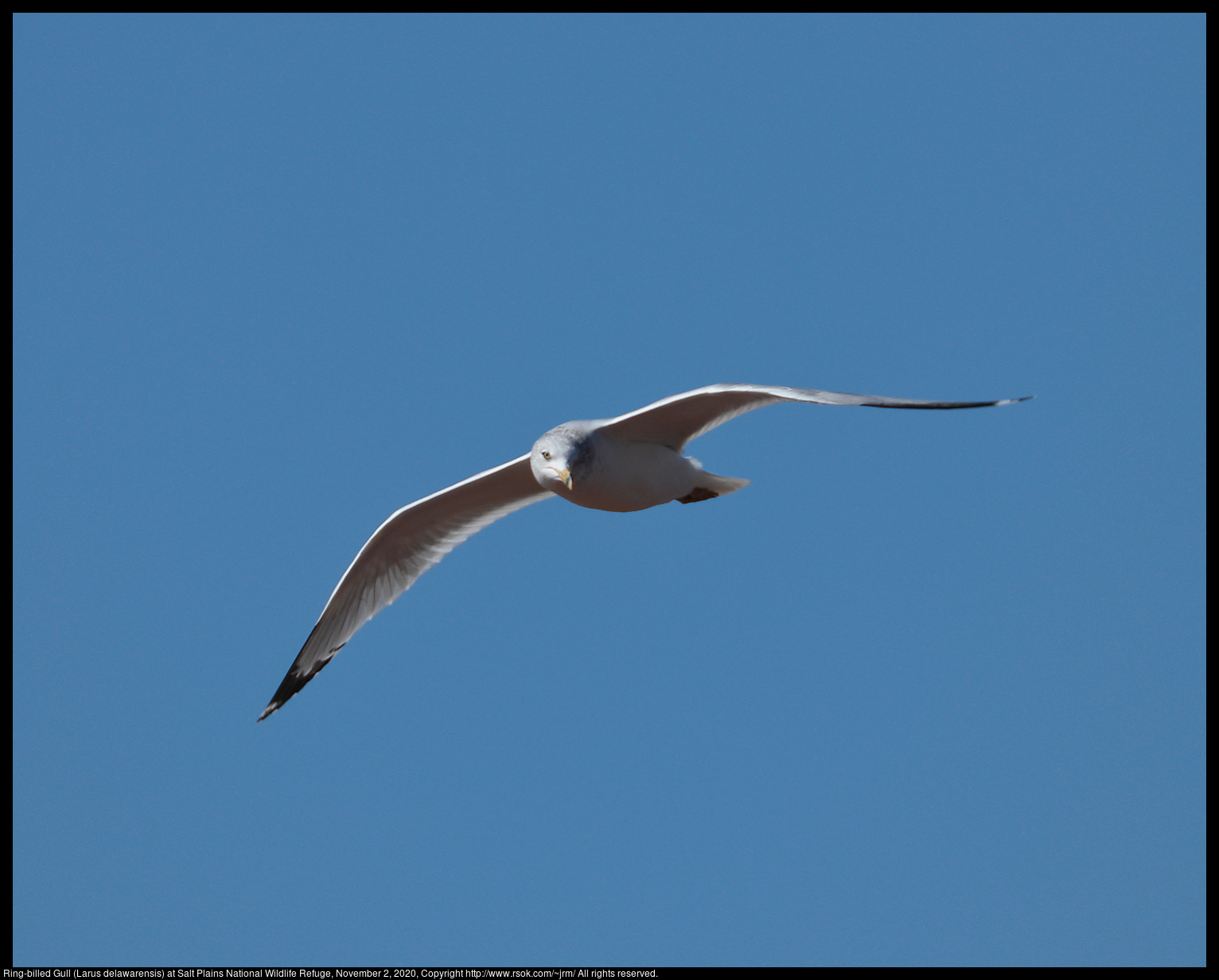 Ring-billed Gull (Larus delawarensis) at Salt Plains National Wildlife Refuge, November 2, 2020