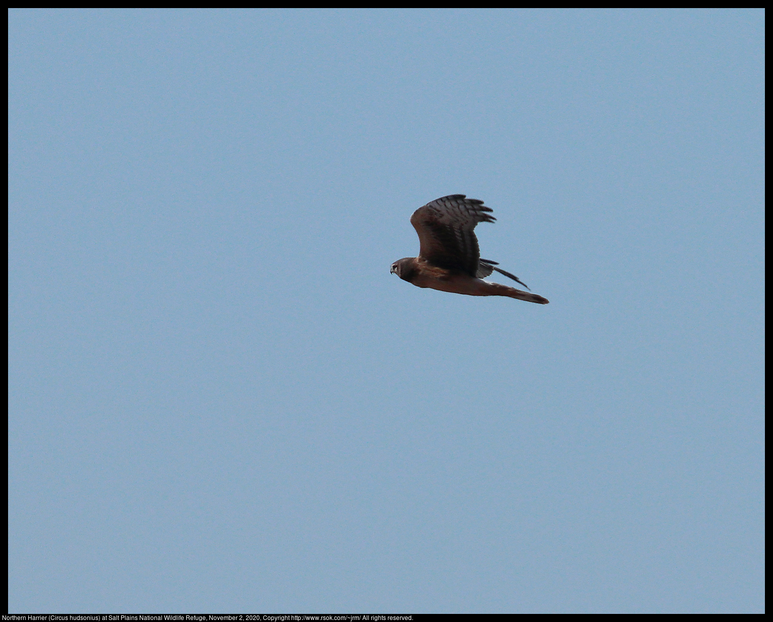 Northern Harrier (Circus hudsonius) at Salt Plains National Wildlife Refuge, November 2, 2020