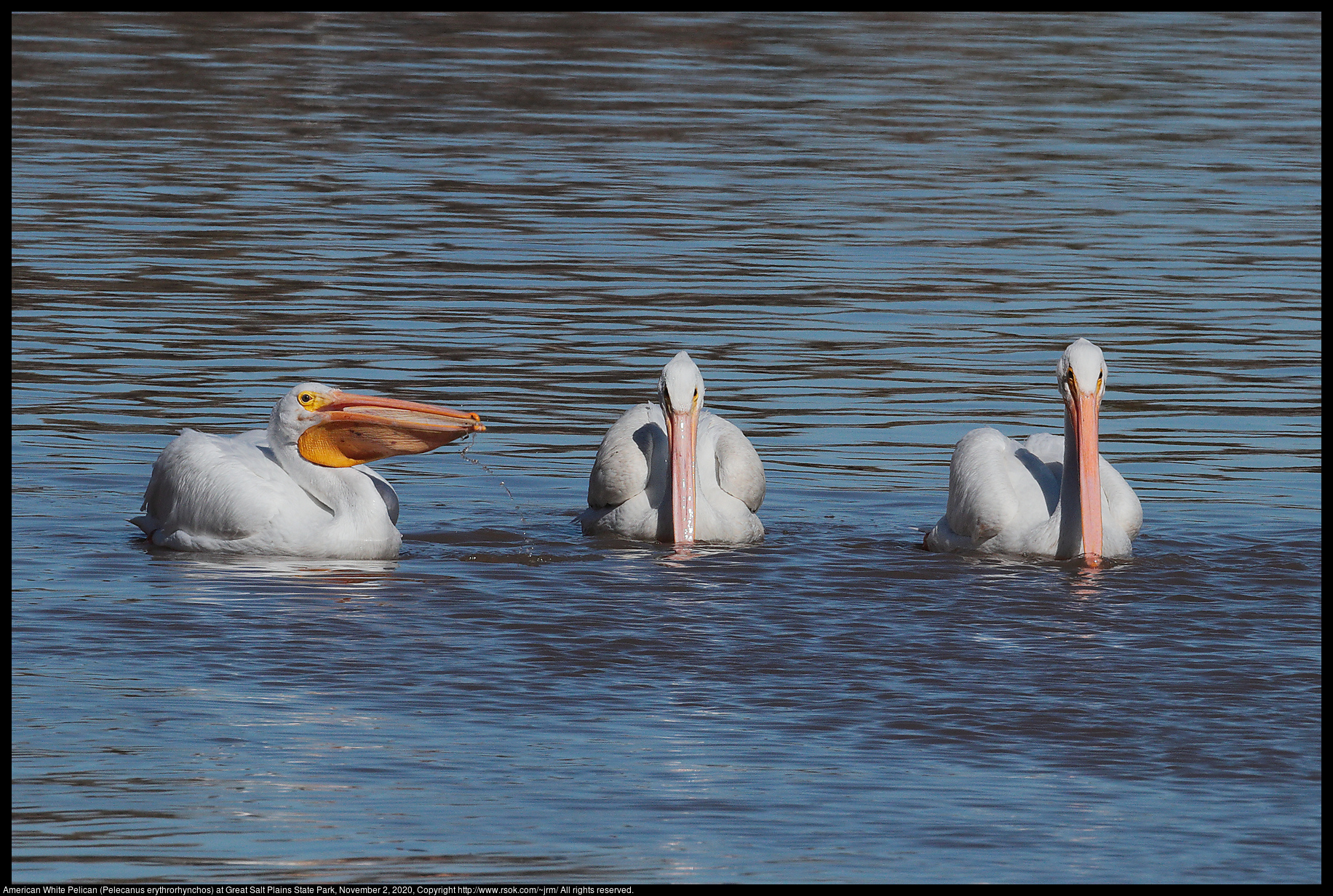 American White Pelican (Pelecanus erythrorhynchos) at Great Salt Plains State Park, November 2, 2020