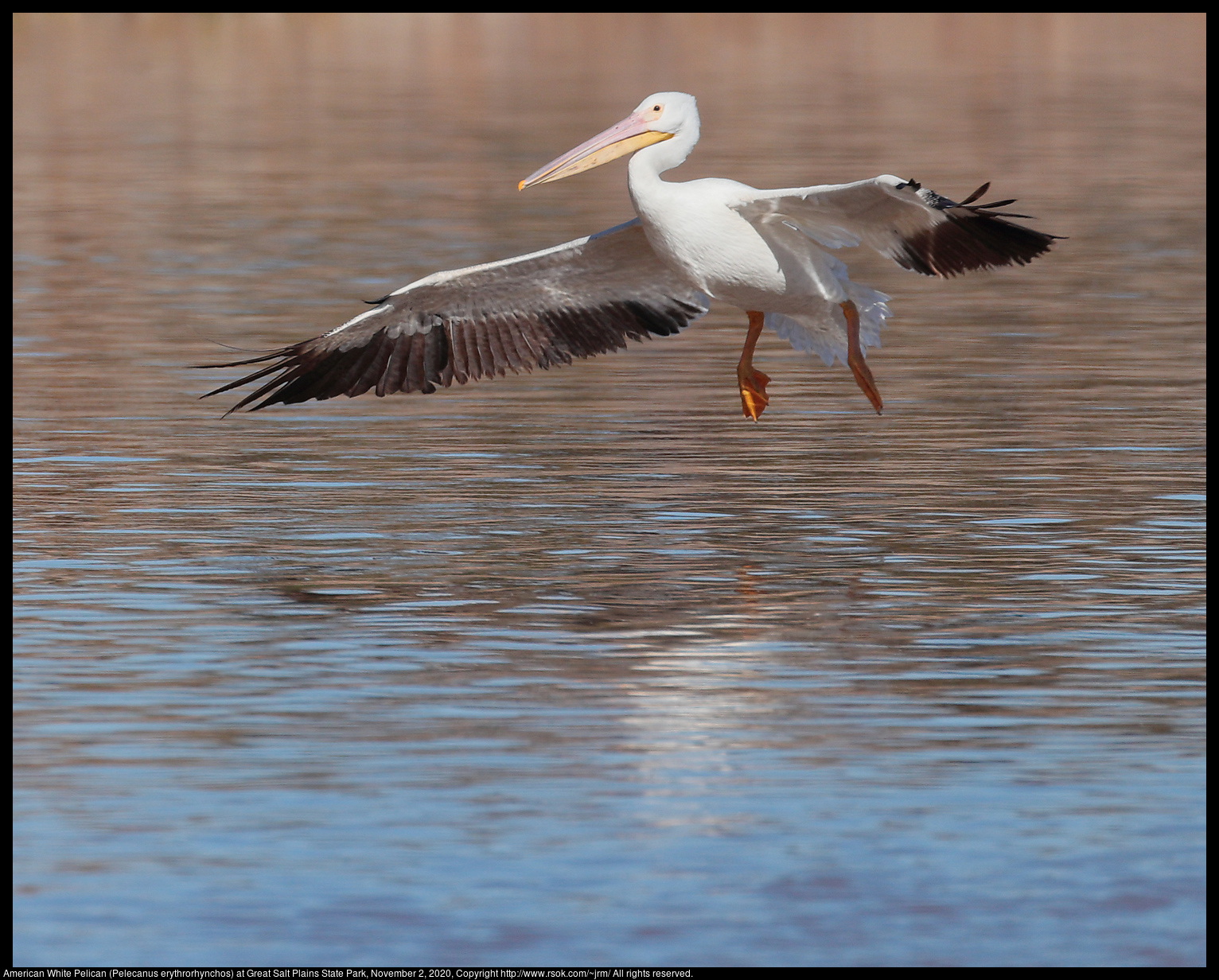 American White Pelican (Pelecanus erythrorhynchos) at Great Salt Plains State Park, November 2, 2020