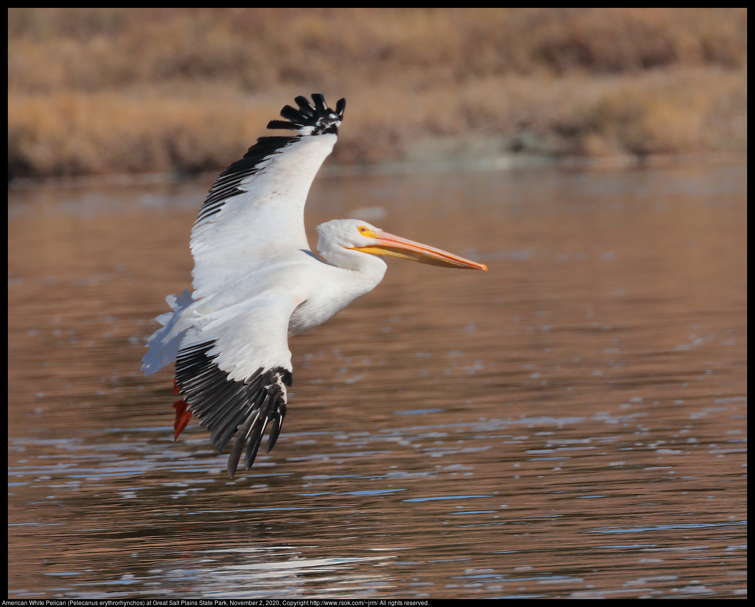 American White Pelican (Pelecanus erythrorhynchos) at Great Salt Plains State Park, November 2, 2020