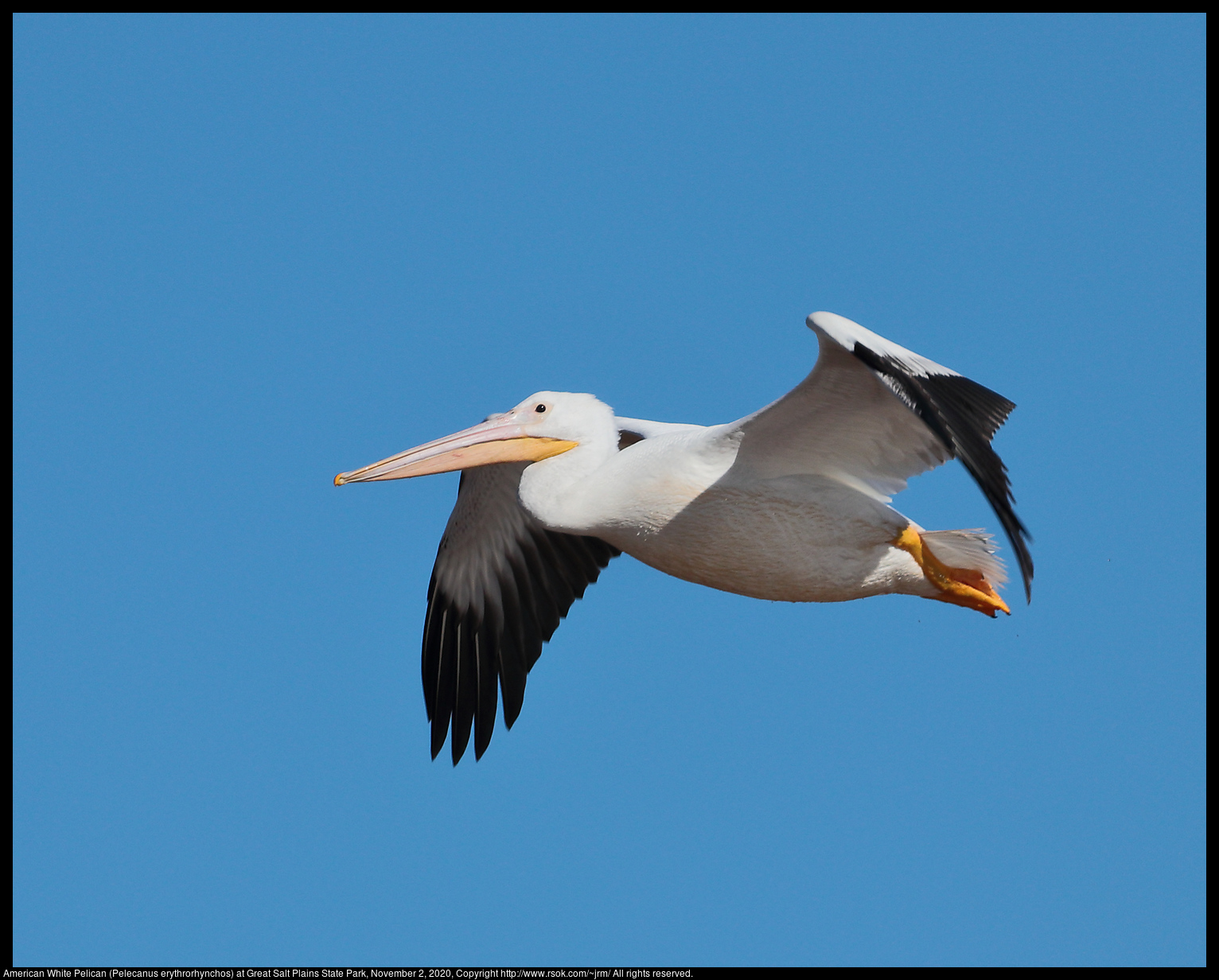 American White Pelican (Pelecanus erythrorhynchos) at Great Salt Plains State Park, November 2, 2020