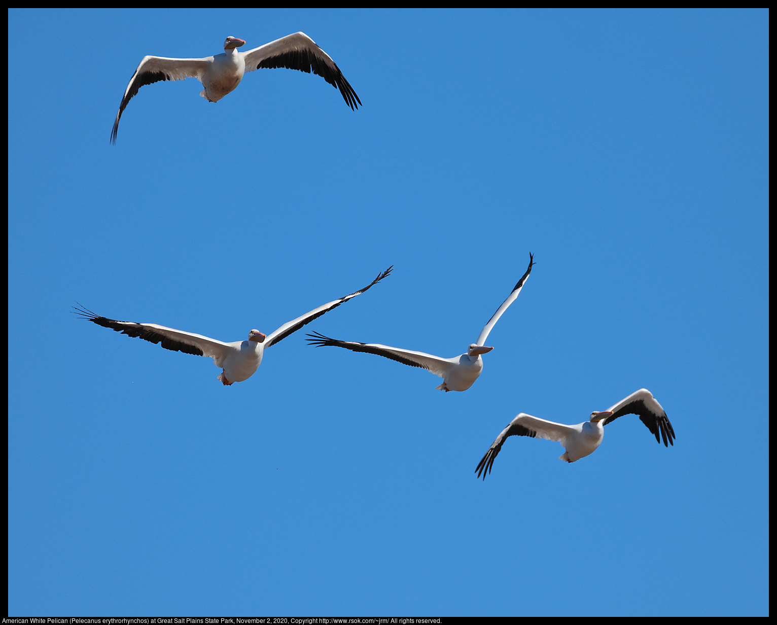 American White Pelican (Pelecanus erythrorhynchos) at Great Salt Plains State Park, November 2, 2020