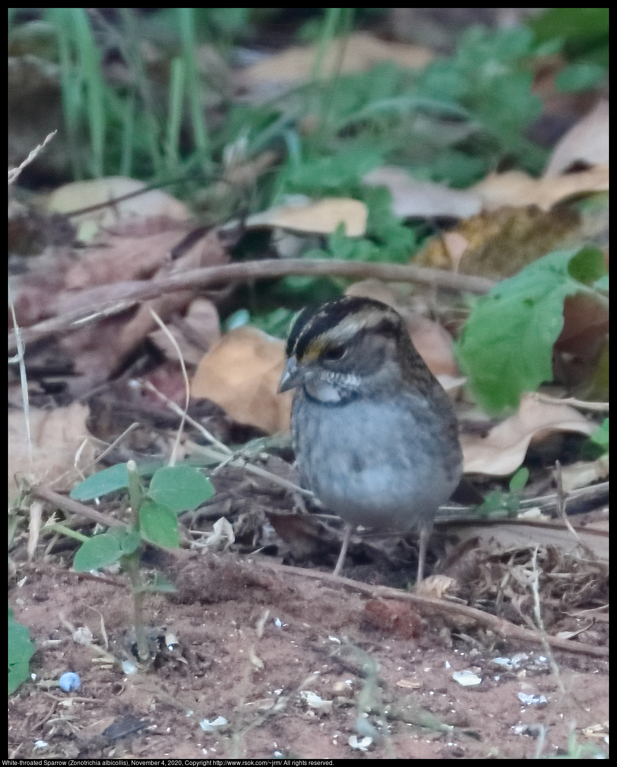 White-throated Sparrow (Zonotrichia albicollis), November 4, 2020