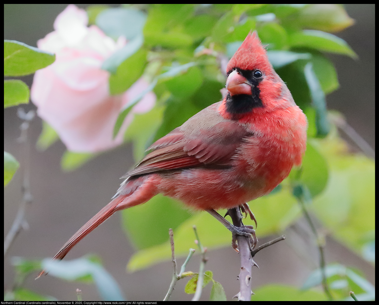 Northern Cardinal (Cardinalis cardinalis), November 8, 2020