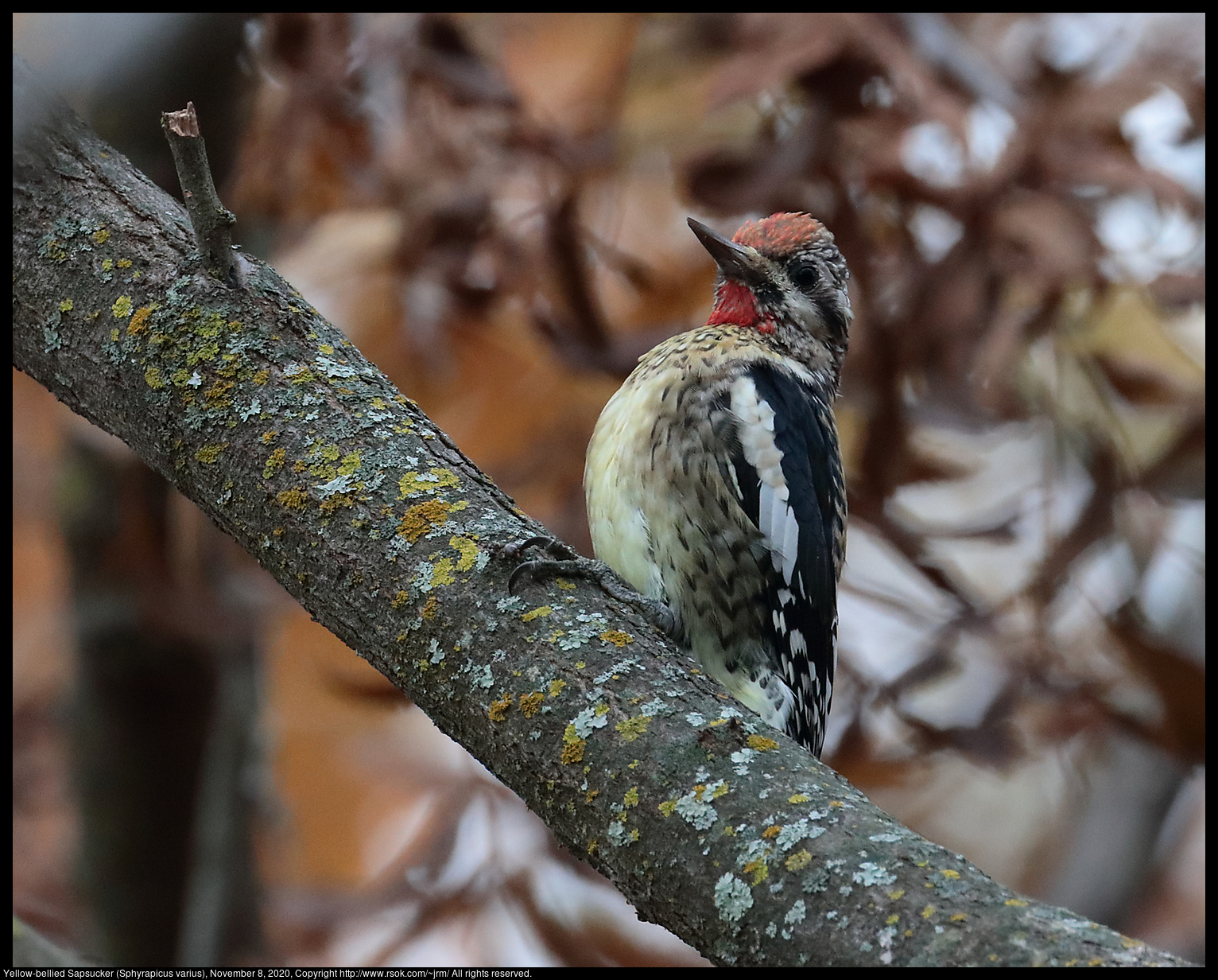 Yellow-bellied Sapsucker (Sphyrapicus varius), November 8, 2020