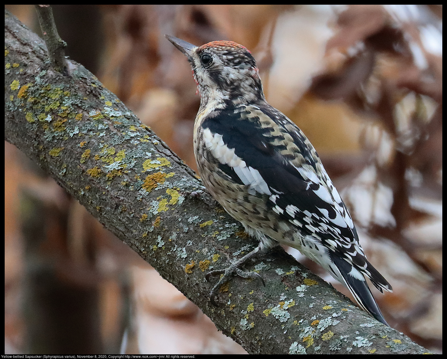 Yellow-bellied Sapsucker (Sphyrapicus varius), November 8, 2020