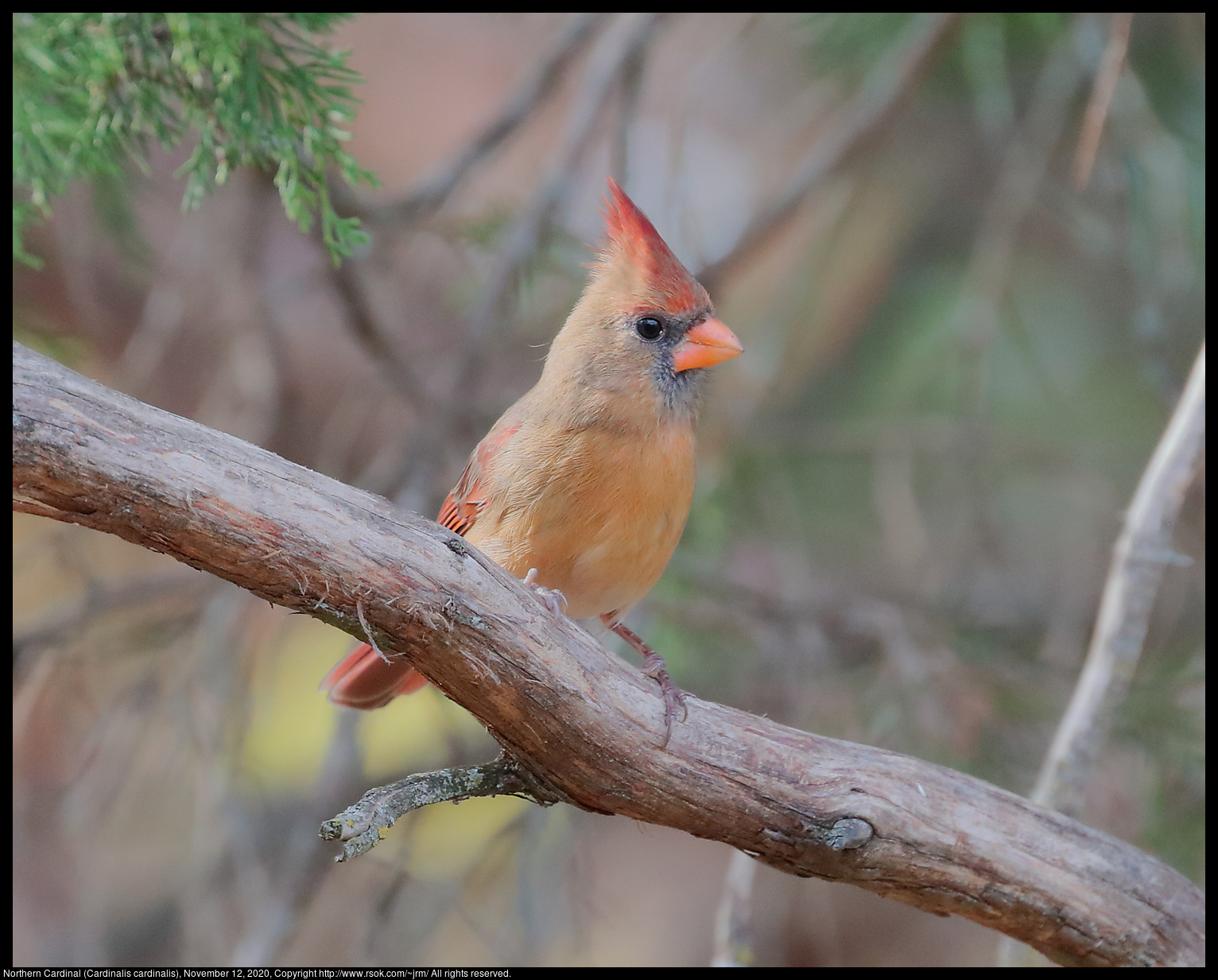 Northern Cardinal (Cardinalis cardinalis), November 12, 2020