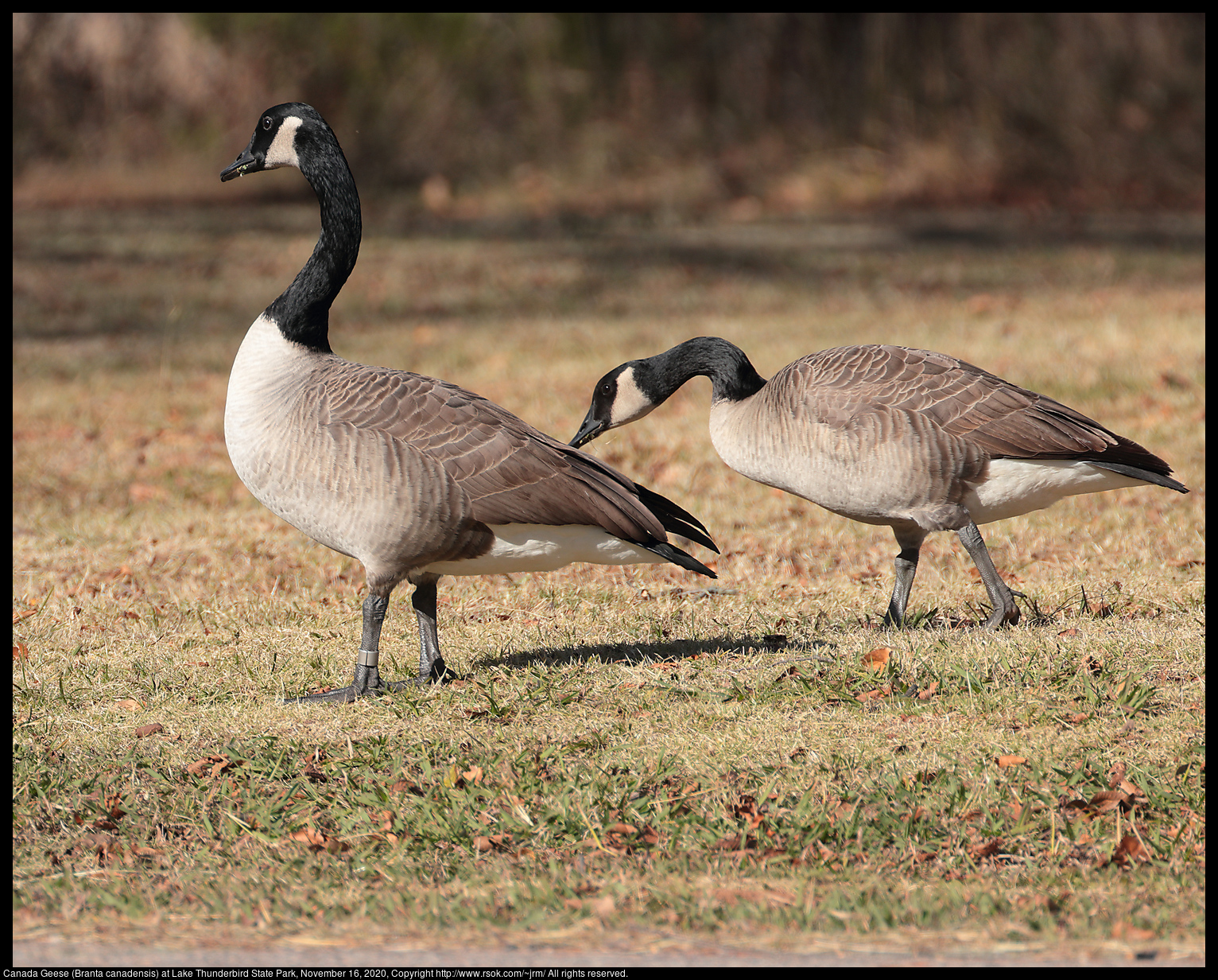 Canada Geese (Branta canadensis) at Lake Thunderbird State Park, November 16, 2020