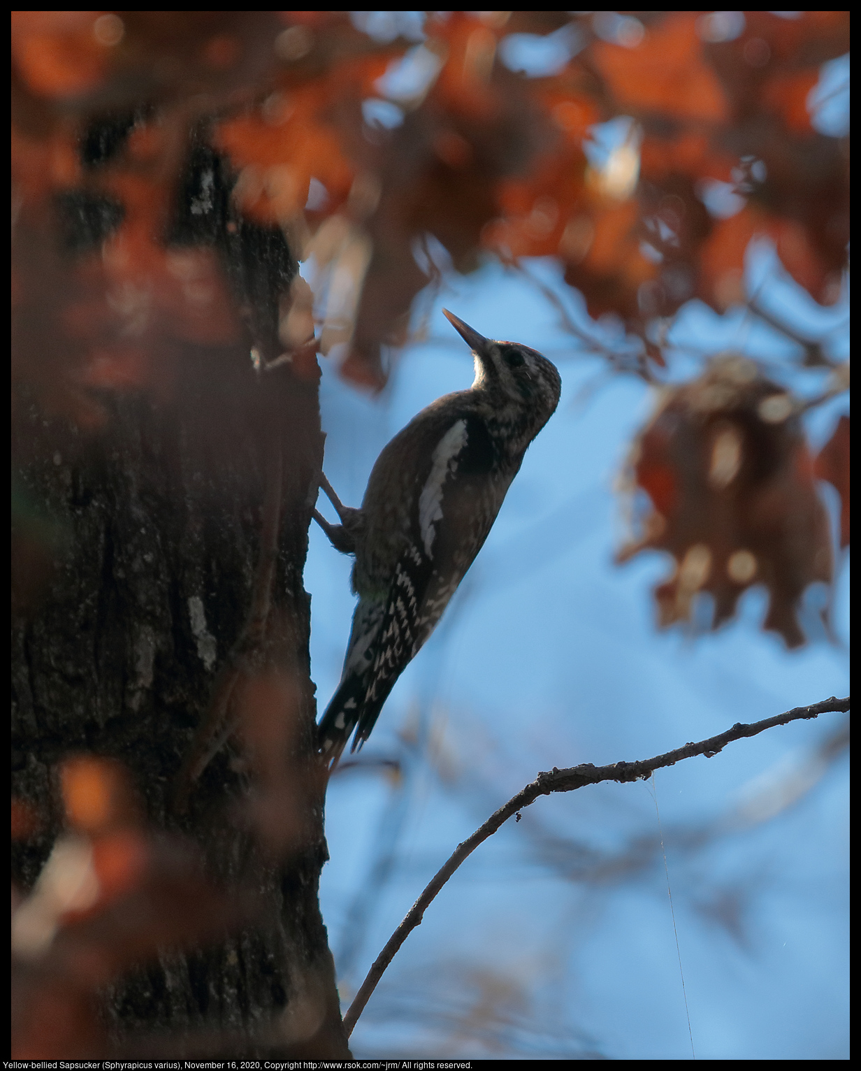 Yellow-bellied Sapsucker (Sphyrapicus varius) at Lake Thunderbird State Park, November 16, 2020