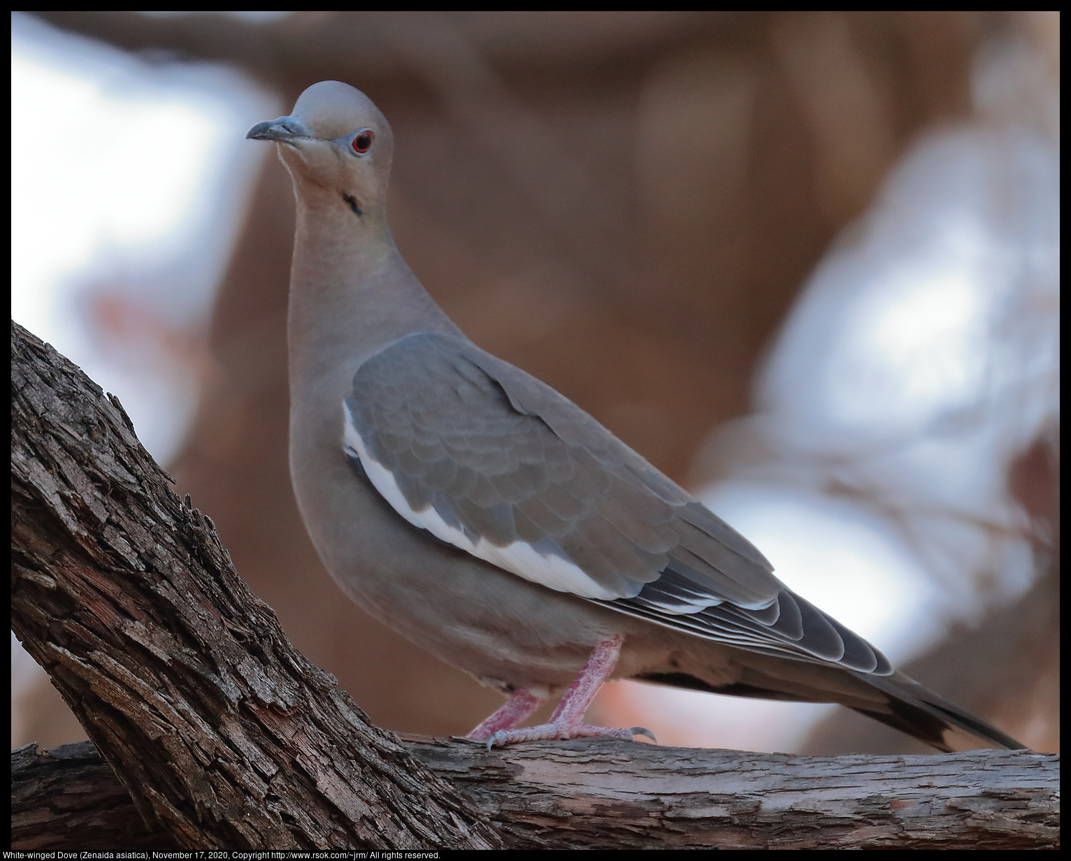 White-winged Dove (Zenaida asiatica), November 17, 2020