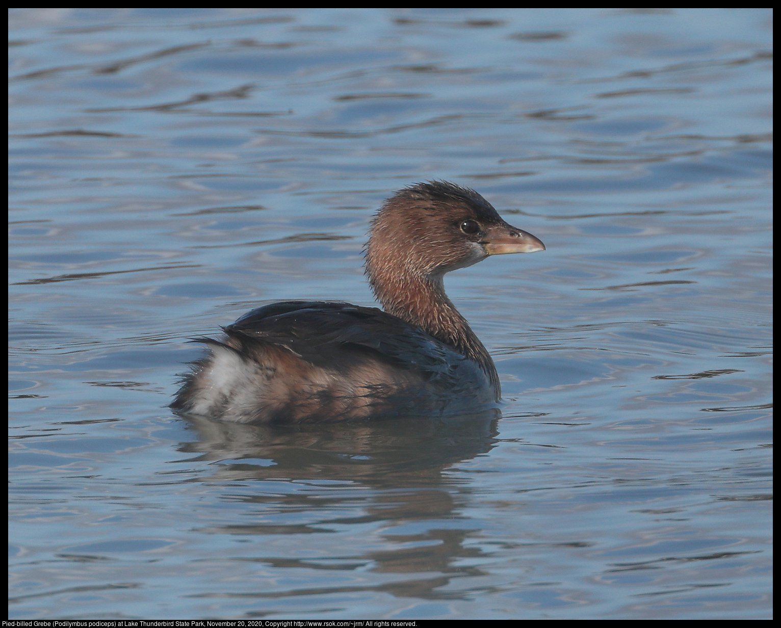 Pied-billed Grebe (Podilymbus podiceps) at Lake Thunderbird State Park, November 20, 2020