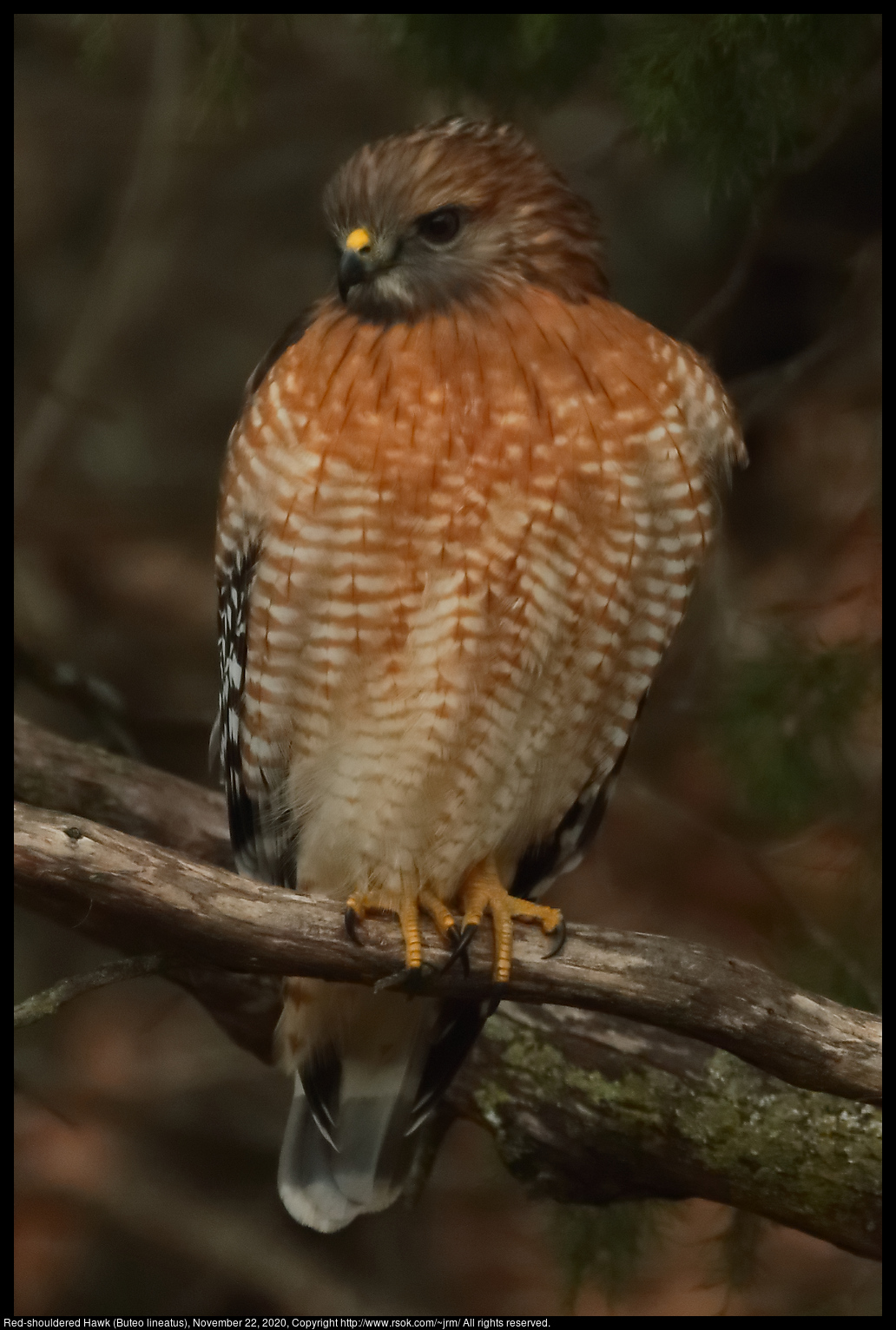 Red-shouldered Hawk (Buteo lineatus), November 22, 2020