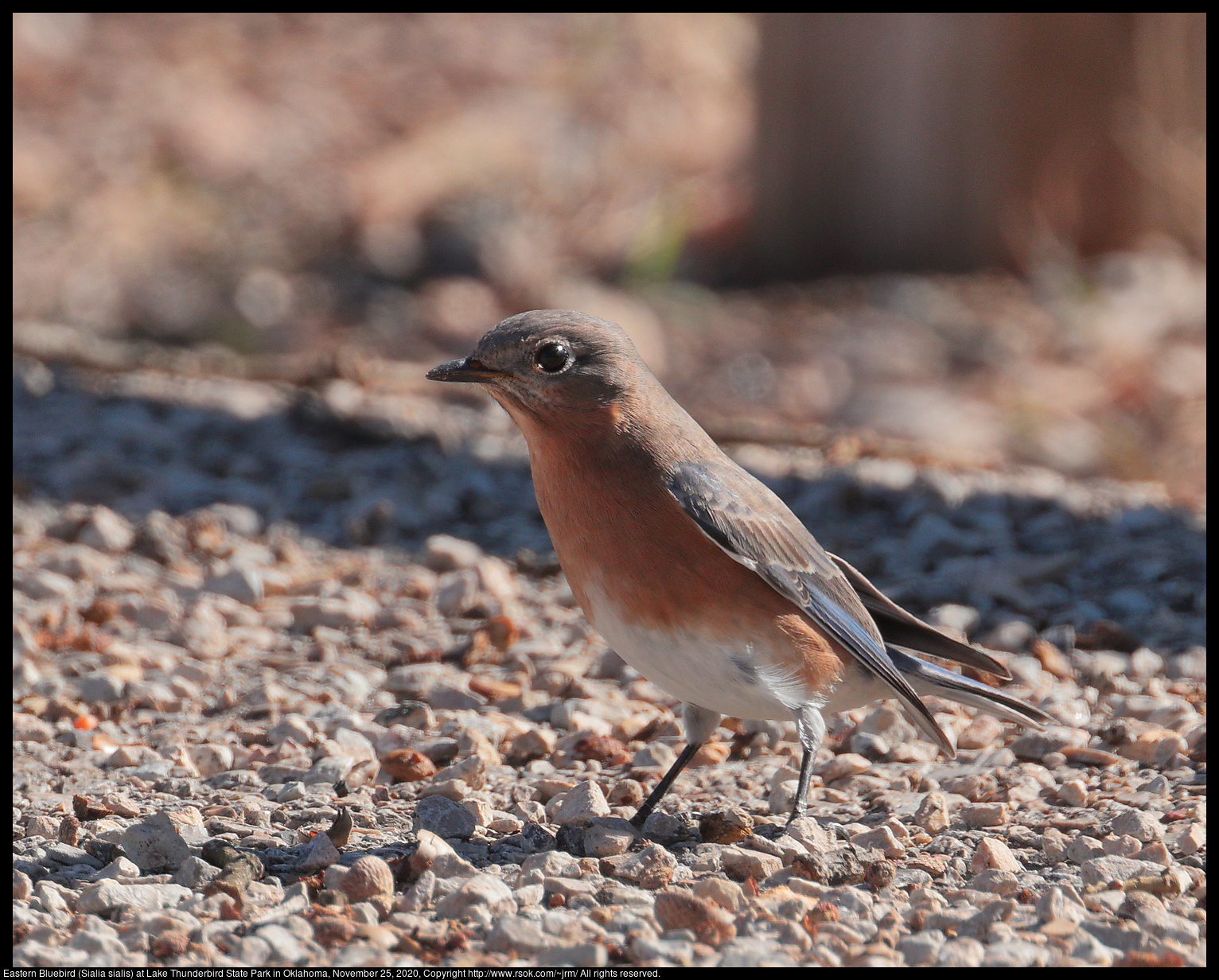 Eastern Bluebird (Sialia sialis) at Lake Thunderbird State Park in Oklahoma, November 25, 2020