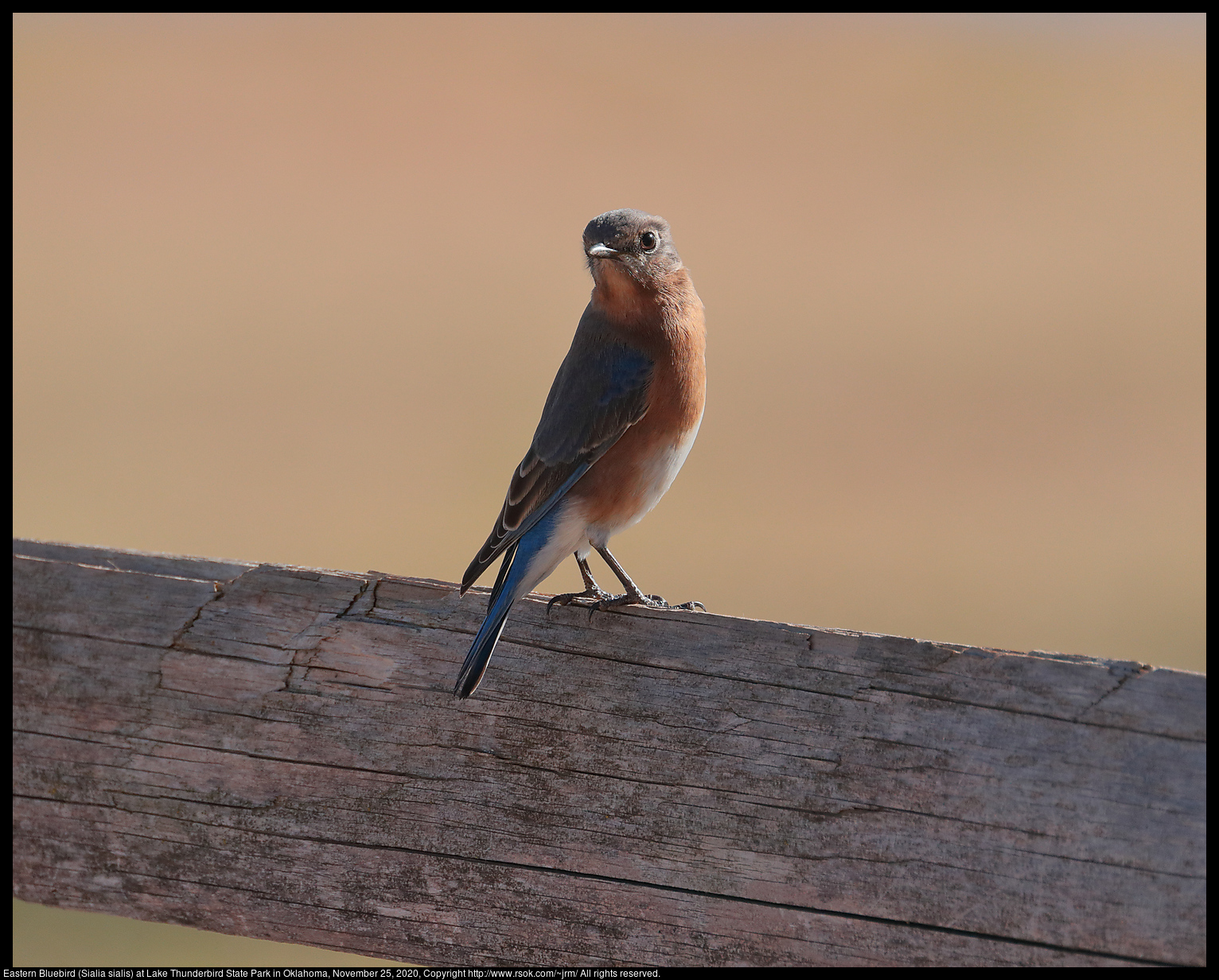 Eastern Bluebird (Sialia sialis) at Lake Thunderbird State Park in Oklahoma, November 25, 2020