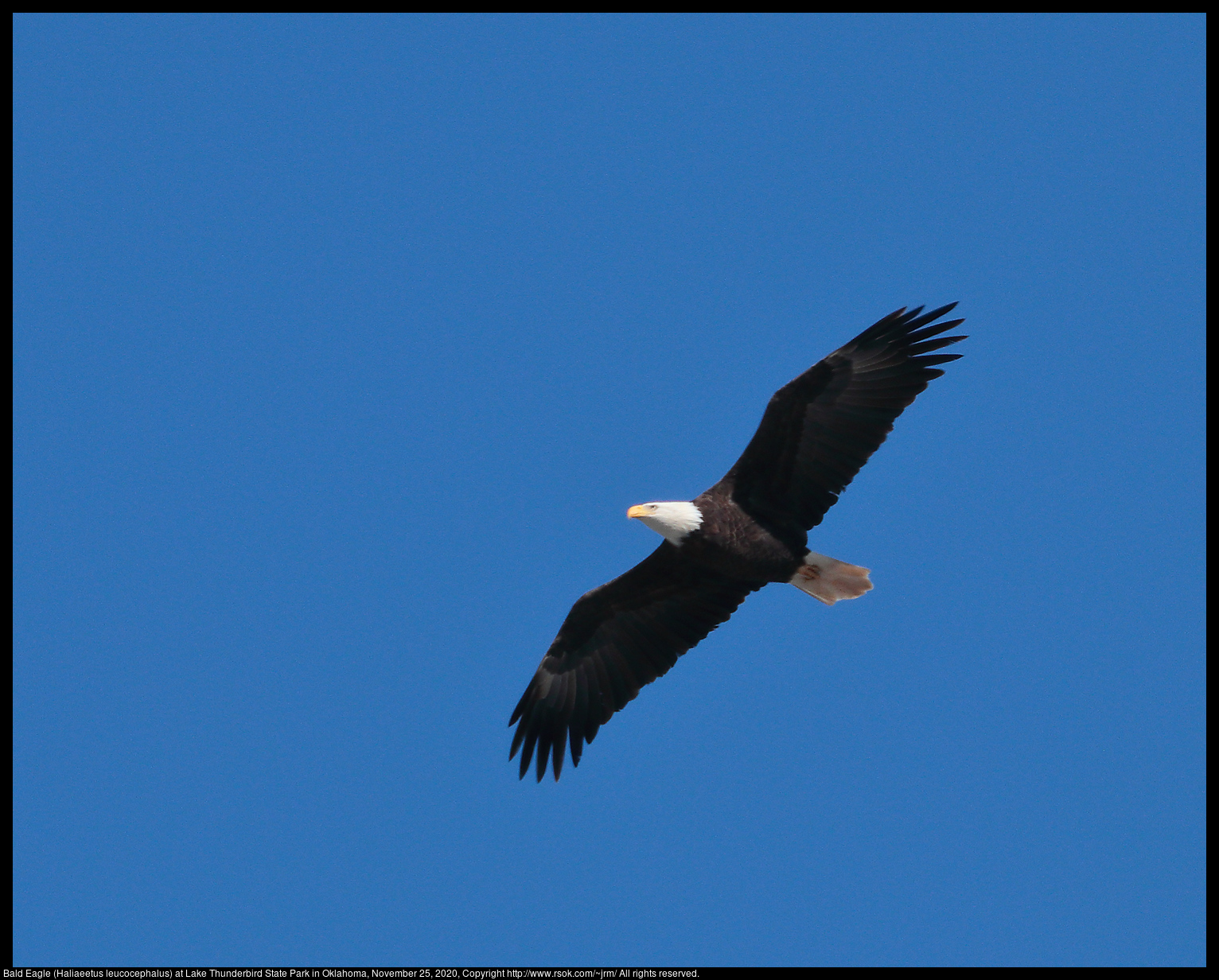 Bald Eagle (Haliaeetus leucocephalus) at Lake Thunderbird State Park in Oklahoma, November 25, 2020