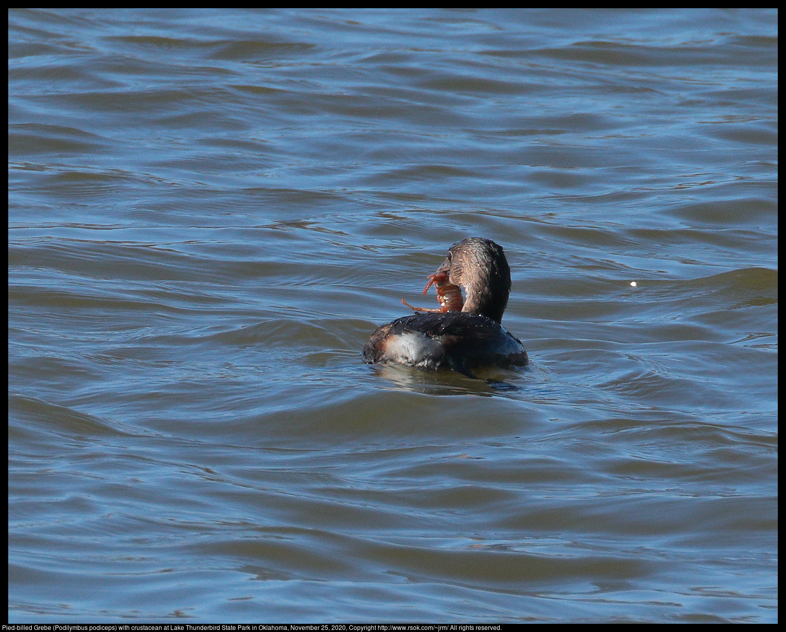 Pied-billed Grebe (Podilymbus podiceps) with crustacean at Lake Thunderbird State Park in Oklahoma, November 25, 2020