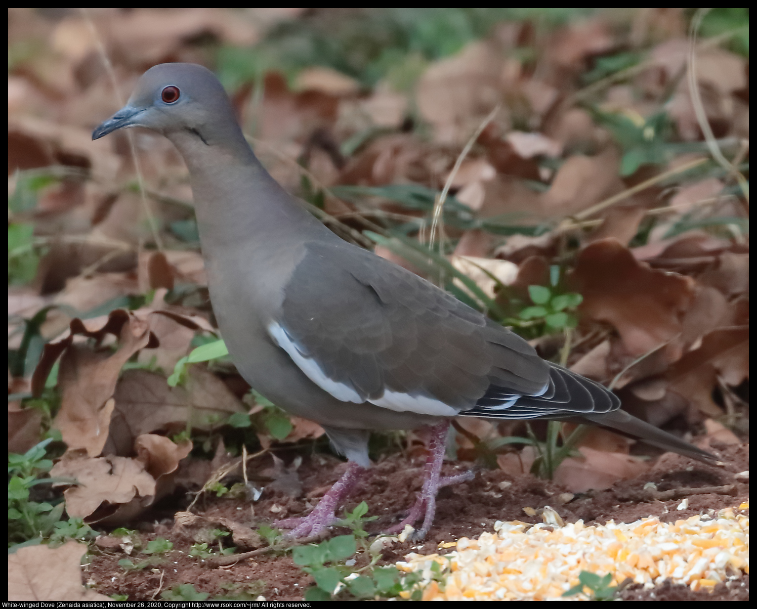 White-winged Dove (Zenaida asiatica), November 26, 2020