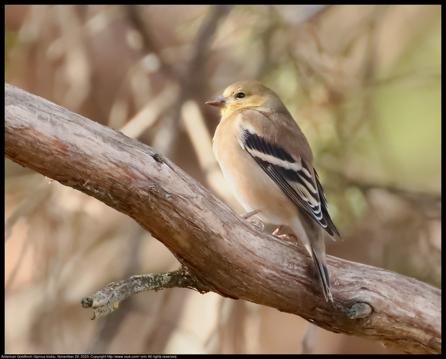 American Goldfinch (Spinus tristis), November 26, 2020