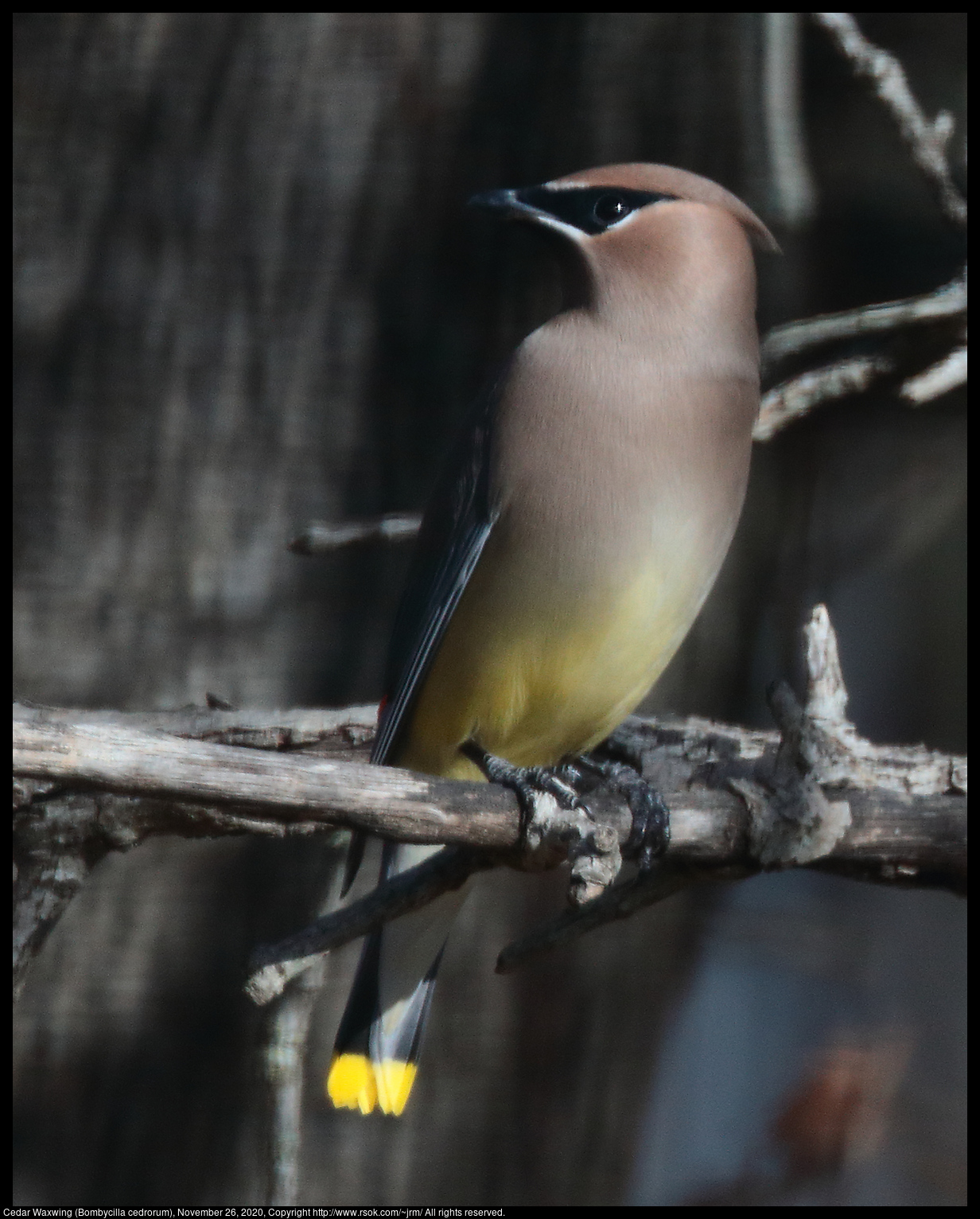 Cedar Waxwing (Bombycilla cedrorum), November 26, 2020