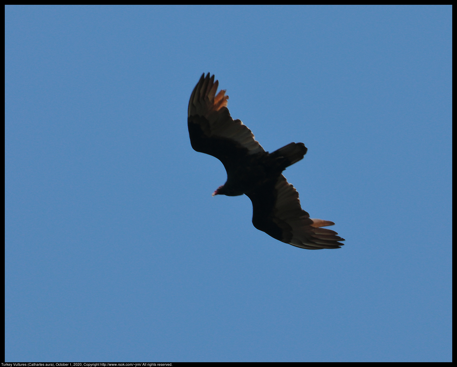 Turkey Vultures (Cathartes aura), October 1, 2020