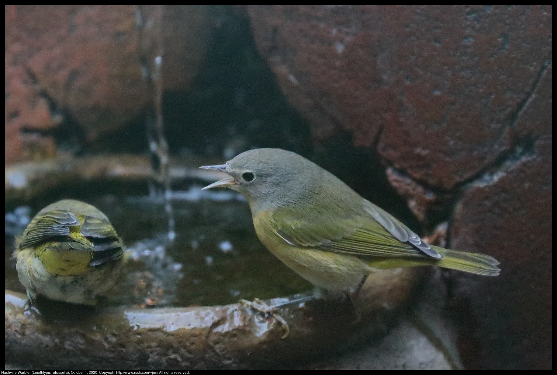 Nashville Warbler (Leiothlypis ruficapilla), October 1, 2020