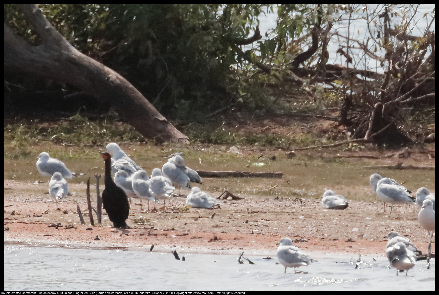 Double-crested Cormorant (Phalacrocorax auritus) and Ring-billed Gulls (Larus delawarensis) at Lake Thunderbird, October 2, 2020