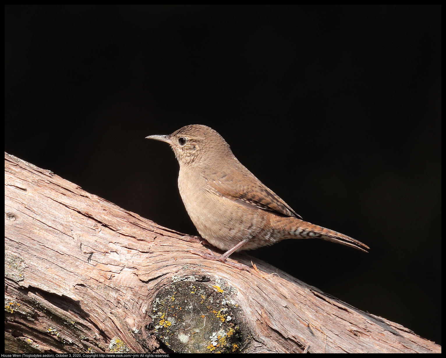 House Wren (Troglodytes aedon), October 3, 2020