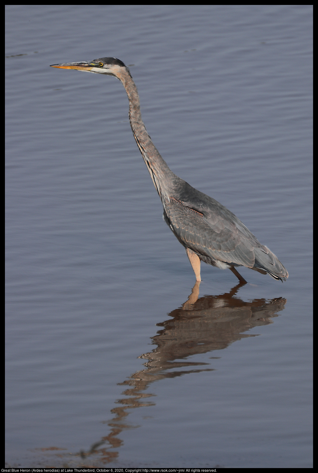 Great Blue Heron (Ardea herodias) at Lake Thunderbird, October 6, 2020