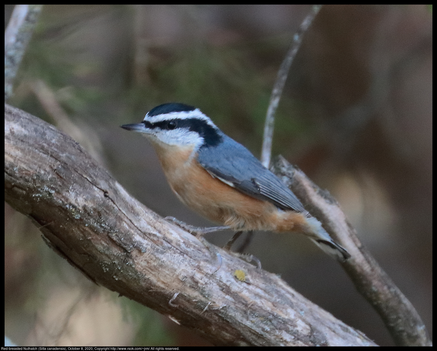 Red-breasted Nuthatch (Sitta canadensis), October 8, 2020