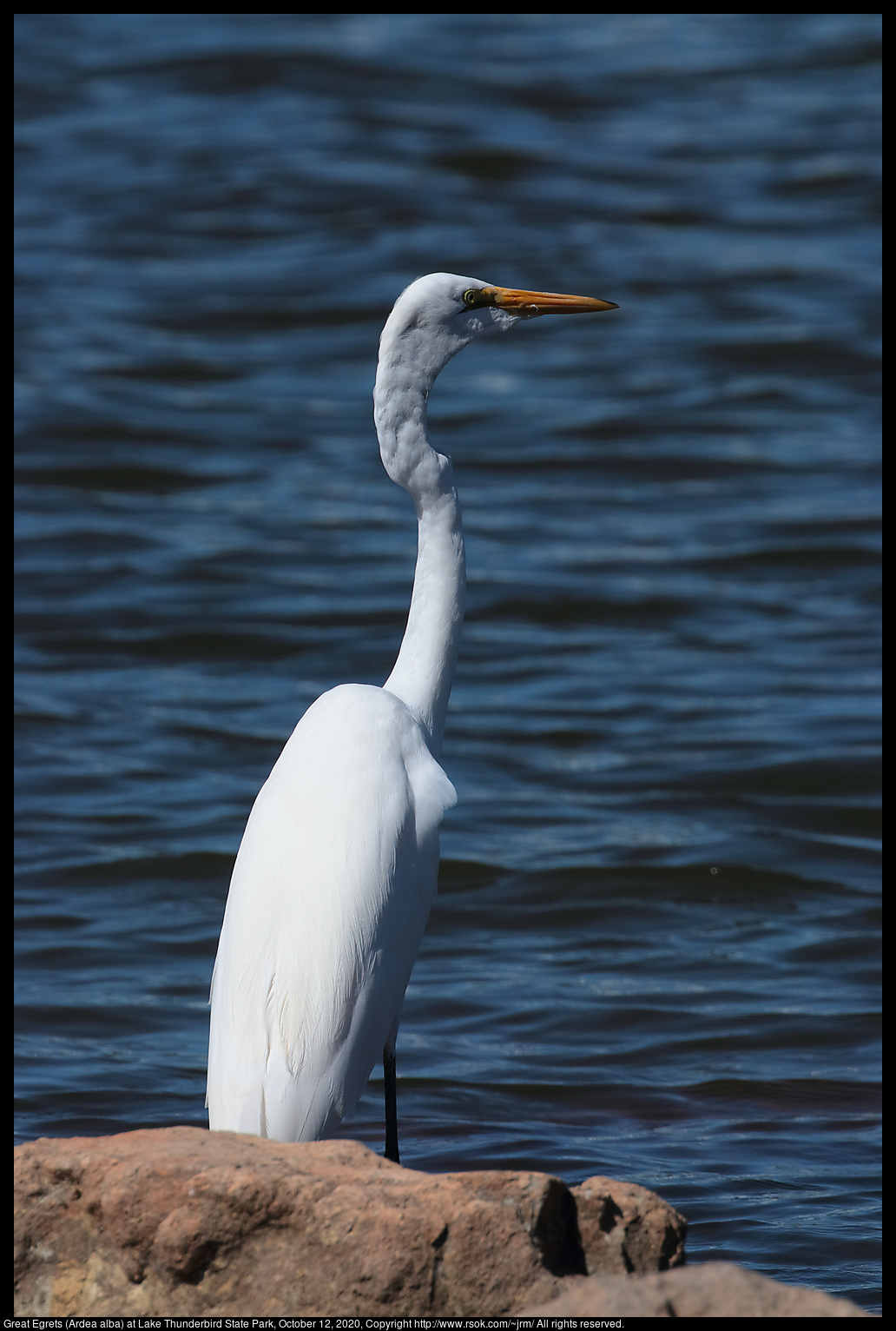 Great Egret (Ardea alba) at Lake Thunderbird, October 12, 2020