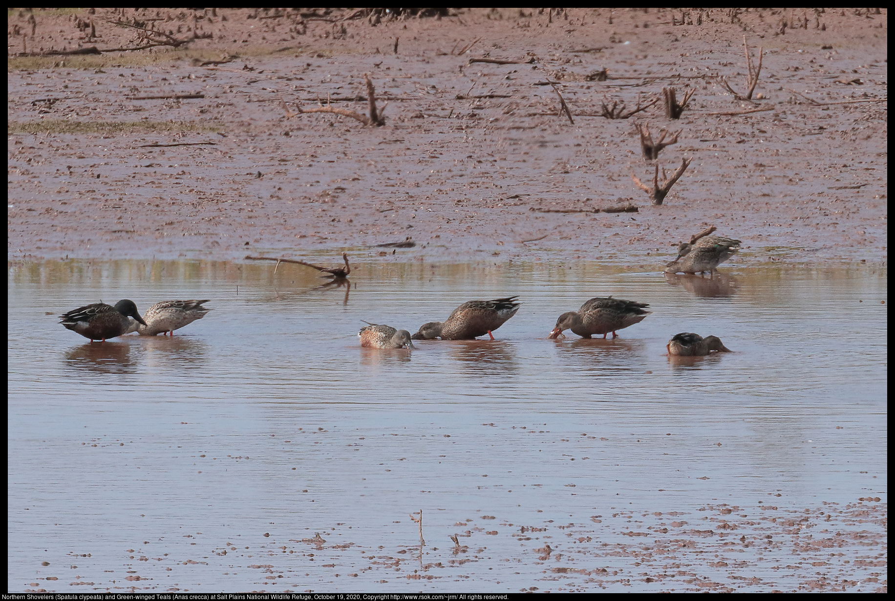 Northern Shovelers (Spatula clypeata) and Green-winged Teals (Anas crecca) at Salt Plains National Wildlife Refuge, October 19, 2020