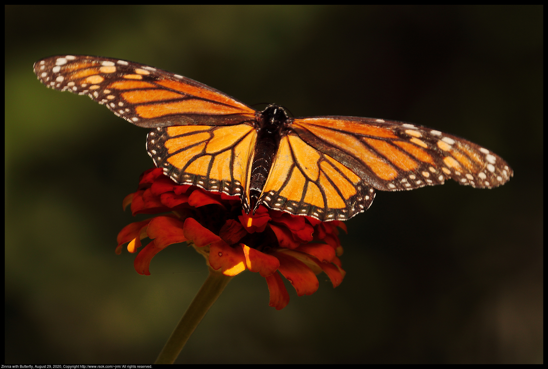 Zinnia with Butterfly, August 29, 2020