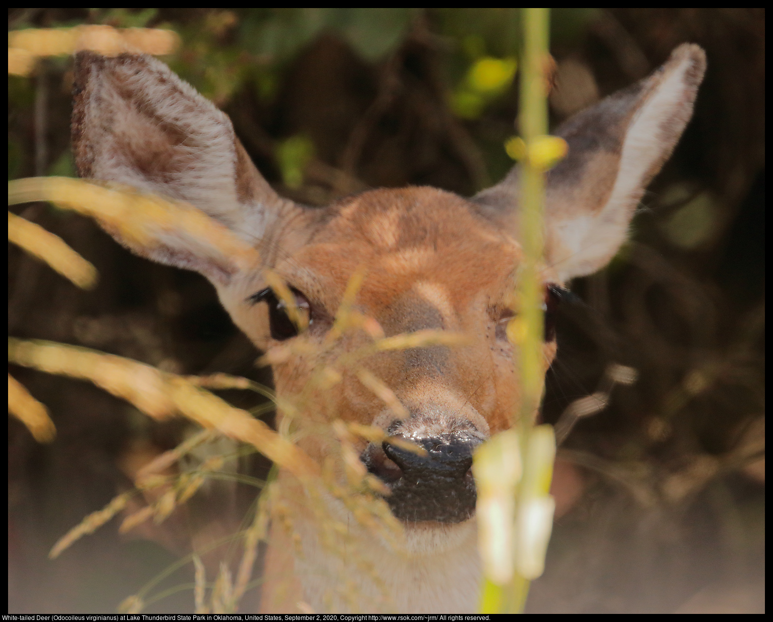 White-tailed Deer (Odocoileus virginianus) at Lake Thunderbird State Park in Oklahoma, United States, September 2, 2020