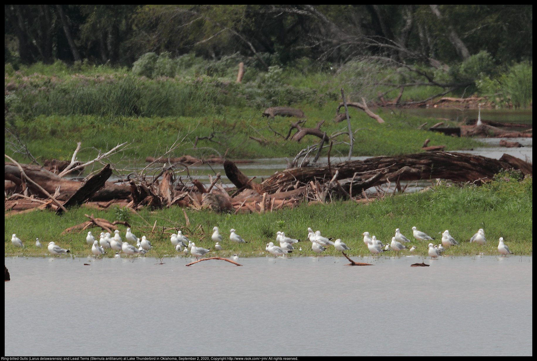 Ring-billed Gulls (Larus delawarensis) and Least Terns (Sternula antillarum) at Lake Thunderbird in Oklahoma, September 2, 2020